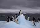 Adelie penguin
