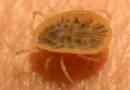 Aragasovy ticks - opasni paraziti