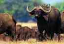 Buffalo