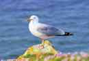 Galeb