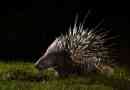 Porcupin