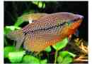 Pearl gourats: mirna akvarijska riba