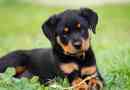 Karakteristike i sadržaj rotweiler pasmine