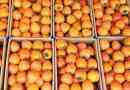 Persimmon kraljice