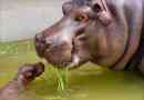 Zanimljive činjenice o hipposu