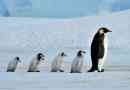 Zanimljive činjenice o pingvini