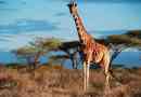 Zanimljive činjenice o žirafama