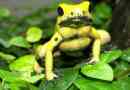 Otrovne žabe i žabe