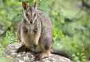 Wallaby
