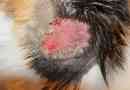 Kožne bolesti u mačacima: simptomi i liječenje