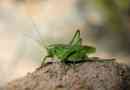 Grasshopper