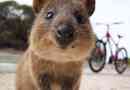 Quokka - nasmijana životinja