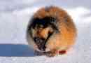 Lemmings