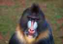 Mandrill