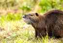Nutria