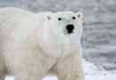 Da li pol medvjedi žive na južnom polu?