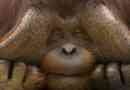 Orangutan ili orangutan?