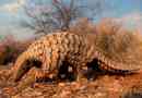 Pangolin