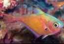 Peumfić - karakteristike uzgoja i nege ribe