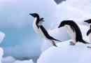 Zašto pingvini ne lete?