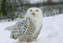 Polarnog sova