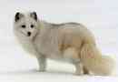 Polar leanscent (polarna lisica)