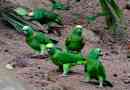 Parrot amazon