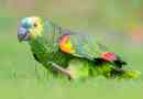 Parrot amazon