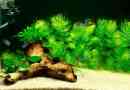 Rogoltnik u akvarijumu - vrste i njege