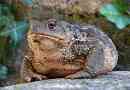 Siva žaba ili obična - najveća među evropskim žabama