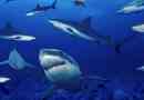 Swedish shark populacija je na rubu izumiranja
