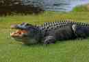 Moderni aligatori su gotovo nerazličiti od svojih drevnih rođaka