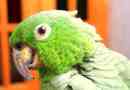 U boliviji živi fantastičan papagaj