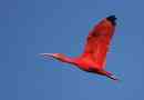 Crveni ibis (scarlet ibis)