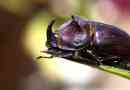 Rhinoceros beetle