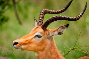 10 Činjenica o gazellesu