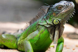10 Zanimljivih činjenica o iguanah 10 Zanimljivih činjenica o iguanah
