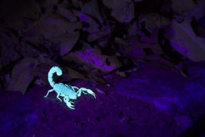 10 Uzbudljivih činjenica o škorpionima 10 Uzbudljivih činjenica o škorpionima