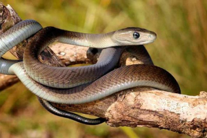 14 Zanimljivih činjenica o crnom mambi 14 Zanimljivih činjenica o crnom mambi