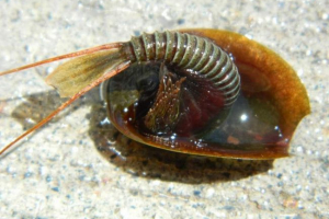 25 Praistorijskih životinja koje su živjele do danas 25 Praistorijskih životinja koje su živjele do danas