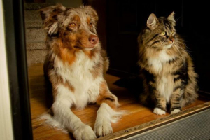 Odvijač iz vologda promijenio je pasmina mačaka i pasa sa bojama i ljepilom Odvijač iz vologda promijenio je pasmina mačaka i pasa sa bojama i ljepilom