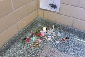 Američki studenti svečano zakopani žohari Američki studenti svečano zakopani žohari