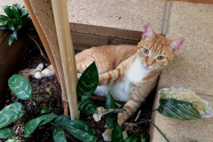 Američki mačka putnik