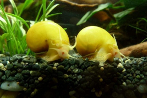 Ampulia. Opis, stanište i fotografija. Ampulia. Opis, stanište i fotografija.