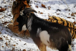 Amur i timur postali su instagram zvijezde Amur i timur postali su instagram zvijezde