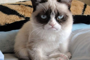 Arizonski milioner mačaka nazvana ljutim tardom