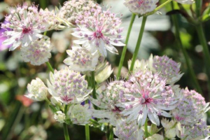 Astroncija Astroncija