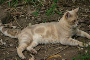 Australian mist: upoznavanje sa pasminom Australian mist: upoznavanje sa pasminom