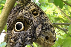 Butterfly sova: perad insekt