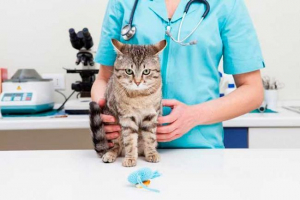 Protein u urinu u mački - uzroci izgleda Protein u urinu u mački - uzroci izgleda